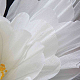 photo-2976853